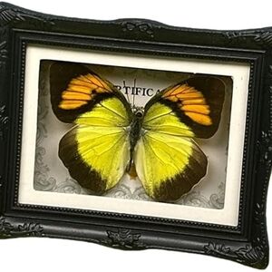 Framed Butterfly Wall Art - Black and Yellow
